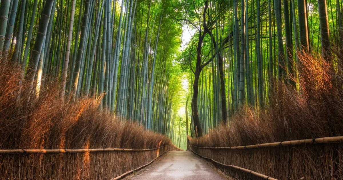 Arashiyama Bamboo Grove