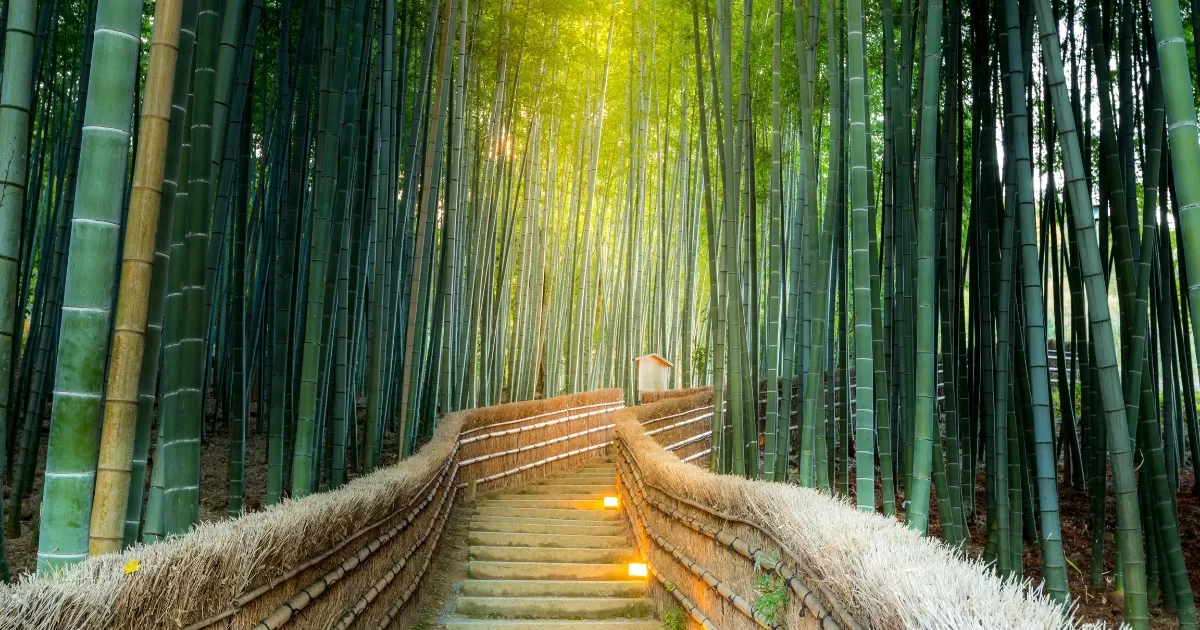 Rừng tre Arashiyama